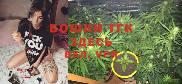 сатива Каменка