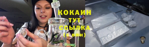 сатива Каменка